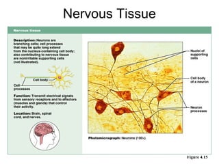 Nervous Tissue




                 Figure 4.15
 