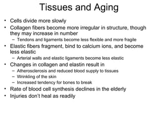 Tissues and Aging
• Cells divide more slowly
• Collagen fibers become more irregular in structure, though
  they may increase in number
   – Tendons and ligaments become less flexible and more fragile
• Elastic fibers fragment, bind to calcium ions, and become
  less elastic
   – Arterial walls and elastic ligaments become less elastic
• Changes in collagen and elastin result in
   – Atherosclerosis and reduced blood supply to tissues
   – Wrinkling of the skin
   – Increased tendency for bones to break
• Rate of blood cell synthesis declines in the elderly
• Injuries don’t heal as readily
 