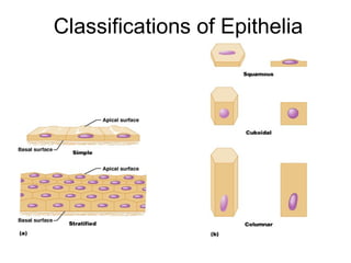 Classifications of Epithelia
 