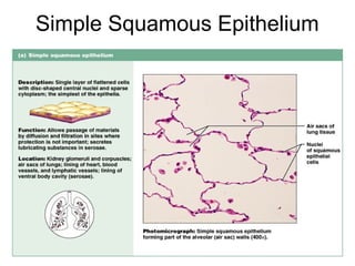 Simple Squamous Epithelium




                        Figure 4.3a
 