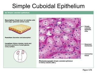 Simple Cuboidal Epithelium




                         Figure 4.3b
 