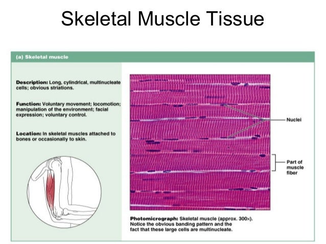 Epithelium, cells,tissues & histology