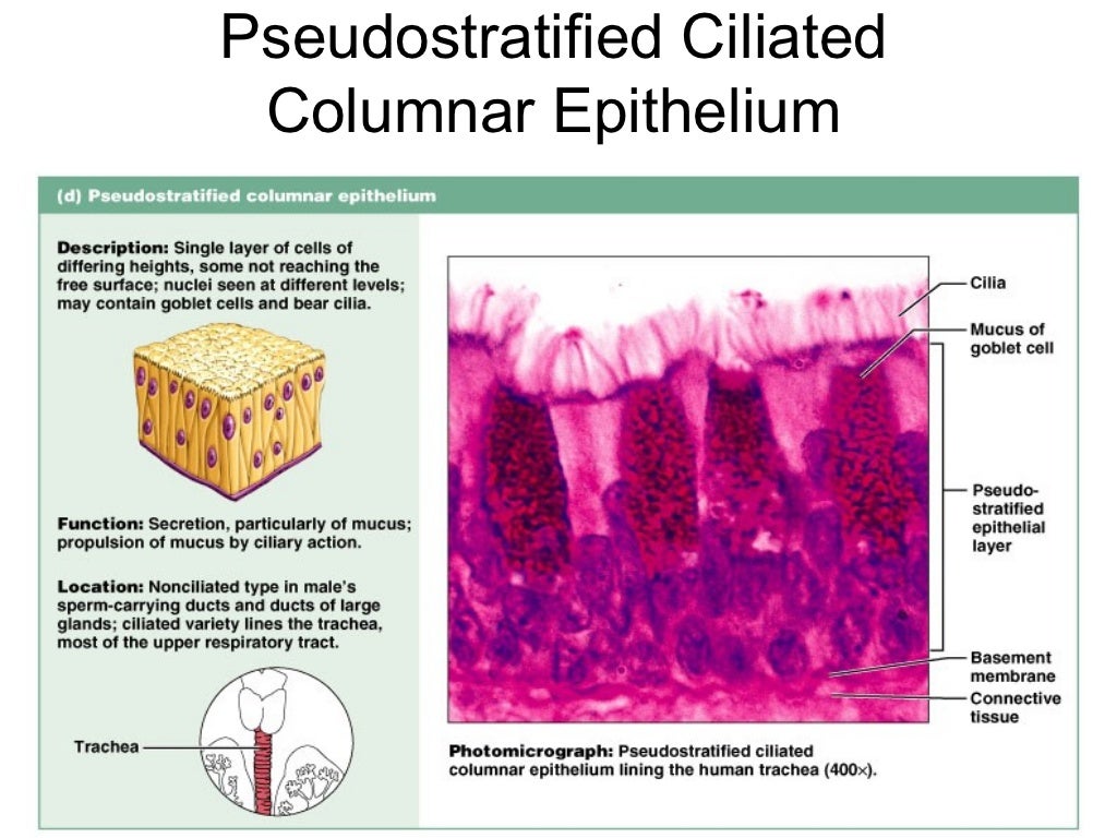 Epithelium, cells,tissues & histology