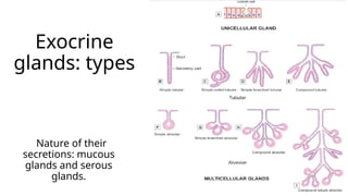 Secretion Types Epithelium Glands- Junquiera's basic his | PPTX