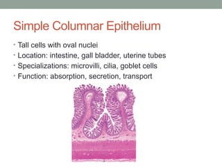 Simple Columnar Epithelium
• Tall cells with oval nuclei
• Location: intestine, gall bladder, uterine tubes
• Specializations: microvilli, cilia, goblet cells
• Function: absorption, secretion, transport
 