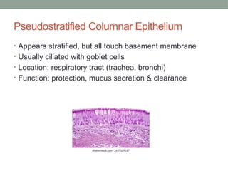 Pseudostratified Columnar Epithelium
• Appears stratified, but all touch basement membrane
• Usually ciliated with goblet cells
• Location: respiratory tract (trachea, bronchi)
• Function: protection, mucus secretion & clearance
 
