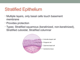 Stratified Epithelium
• Multiple layers, only basal cells touch basement
membrane
• Provides protection
• Types: Stratified squamous (keratinized, non-keratinized),
Stratified cuboidal, Stratified columnar
 