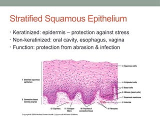 Stratified Squamous Epithelium
• Keratinized: epidermis – protection against stress
• Non-keratinized: oral cavity, esophagus, vagina
• Function: protection from abrasion & infection
 