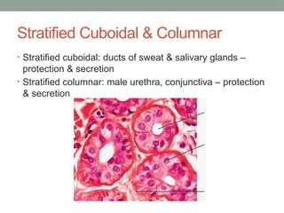 Stratified Cuboidal & Columnar
• Stratified cuboidal: ducts of sweat & salivary glands –
protection & secretion
• Stratified columnar: male urethra, conjunctiva – protection
& secretion
 