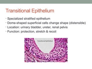 Transitional Epithelium
• Specialized stratified epithelium
• Dome-shaped superficial cells change shape (distensible)
• Location: urinary bladder, ureter, renal pelvis
• Function: protection, stretch & recoil
 