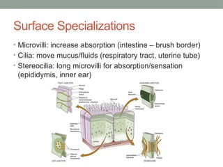 Surface Specializations
• Microvilli: increase absorption (intestine – brush border)
• Cilia: move mucus/fluids (respiratory tract, uterine tube)
• Stereocilia: long microvilli for absorption/sensation
(epididymis, inner ear)
 