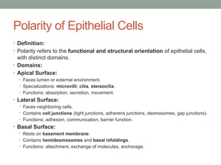 Polarity of Epithelial Cells
• Definition:
• Polarity refers to the functional and structural orientation of epithelial cells,
with distinct domains.
• Domains:
• Apical Surface:
• Faces lumen or external environment.
• Specializations: microvilli, cilia, stereocilia.
• Functions: absorption, secretion, movement.
• Lateral Surface:
• Faces neighboring cells.
• Contains cell junctions (tight junctions, adherens junctions, desmosomes, gap junctions).
• Functions: adhesion, communication, barrier function.
• Basal Surface:
• Rests on basement membrane.
• Contains hemidesmosomes and basal infoldings.
• Functions: attachment, exchange of molecules, anchorage.
 