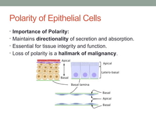 Polarity of Epithelial Cells
• Importance of Polarity:
• Maintains directionality of secretion and absorption.
• Essential for tissue integrity and function.
• Loss of polarity is a hallmark of malignancy.
 