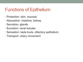 Functions of Epithelium
• Protection: skin, mucosa
• Absorption: intestine, kidney
• Secretion: glands
• Excretion: renal tubules
• Sensation: taste buds, olfactory epithelium
• Transport: ciliary movement
 