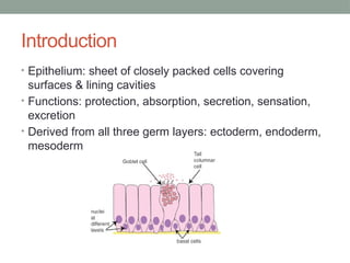 Introduction
• Epithelium: sheet of closely packed cells covering
surfaces & lining cavities
• Functions: protection, absorption, secretion, sensation,
excretion
• Derived from all three germ layers: ectoderm, endoderm,
mesoderm
 