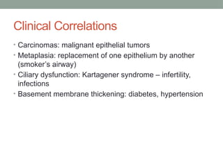 Clinical Correlations
• Carcinomas: malignant epithelial tumors
• Metaplasia: replacement of one epithelium by another
(smoker’s airway)
• Ciliary dysfunction: Kartagener syndrome – infertility,
infections
• Basement membrane thickening: diabetes, hypertension
 