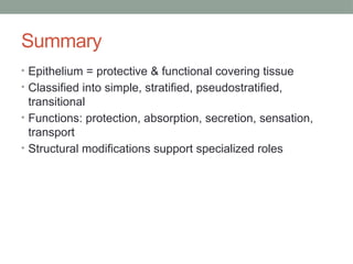 Summary
• Epithelium = protective & functional covering tissue
• Classified into simple, stratified, pseudostratified,
transitional
• Functions: protection, absorption, secretion, sensation,
transport
• Structural modifications support specialized roles
 