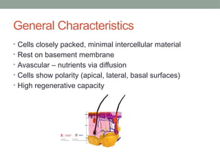 General Characteristics
• Cells closely packed, minimal intercellular material
• Rest on basement membrane
• Avascular – nutrients via diffusion
• Cells show polarity (apical, lateral, basal surfaces)
• High regenerative capacity
 