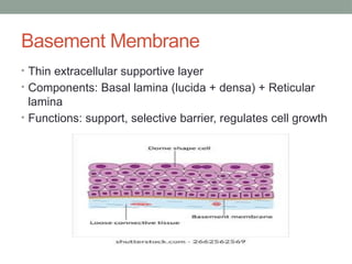 Basement Membrane
• Thin extracellular supportive layer
• Components: Basal lamina (lucida + densa) + Reticular
lamina
• Functions: support, selective barrier, regulates cell growth
 