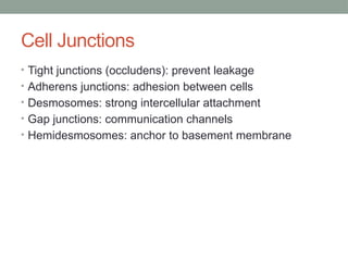 Cell Junctions
• Tight junctions (occludens): prevent leakage
• Adherens junctions: adhesion between cells
• Desmosomes: strong intercellular attachment
• Gap junctions: communication channels
• Hemidesmosomes: anchor to basement membrane
 