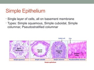 Simple Epithelium
• Single layer of cells, all on basement membrane
• Types: Simple squamous, Simple cuboidal, Simple
columnar, Pseudostratified columnar
 