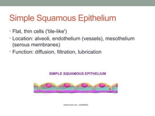 Simple Squamous Epithelium
• Flat, thin cells ('tile-like')
• Location: alveoli, endothelium (vessels), mesothelium
(serous membranes)
• Function: diffusion, filtration, lubrication
 