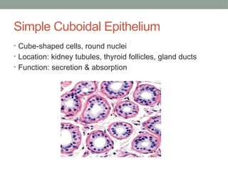 Simple Cuboidal Epithelium
• Cube-shaped cells, round nuclei
• Location: kidney tubules, thyroid follicles, gland ducts
• Function: secretion & absorption
 