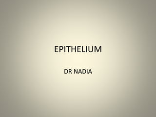 EPITHELIUM
DR NADIA
 
