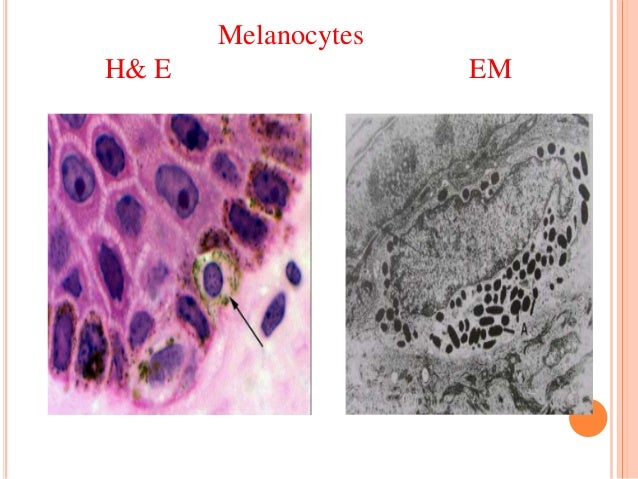 Epithelium , Dr naveen reddy