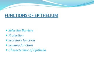 FUNCTIONS OF EPITHELIUM
 Selective Barriers
 Protection
 Secretory function
 Sensory function
 Characteristic of Epithelia
 