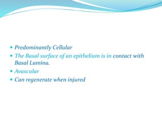  Predominantly Cellular
 The Basal surface of an epithelium is in contact with
Basal Lamina.
 Avascular
 Can regenerate when injured
 
