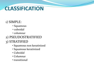 CLASSIFICATION
1) SIMPLE:
• Squamous
• cuboidal
• columnar
2) PSEUDOSTRATIFIED
3) STRATIFIED
• Squamous non keratinized
• Squamous keratinized
• Cuboidal
• Columnar
• transitional
 