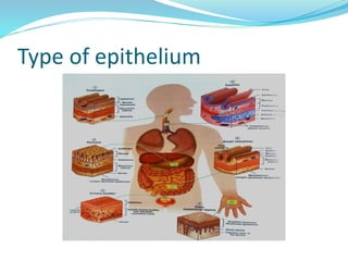 Type of epithelium
 