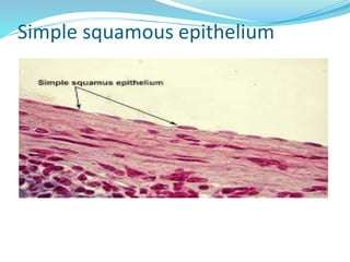 Simple squamous epithelium
 