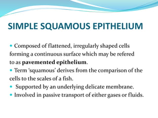 SIMPLE SQUAMOUS EPITHELIUM
 Composed of flattened, irregularly shaped cells
forming a continuous surface which may be refered
to as pavemented epithelium.
 Term ‘squamous’ derives from the comparison of the
cells to the scales of a fish.
 Supported by an underlying delicate membrane.
 Involved in passive transport of either gases or fluids.
 