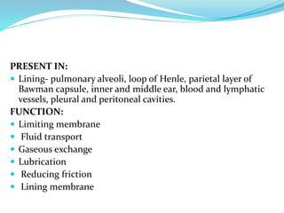 PRESENT IN:
 Lining- pulmonary alveoli, loop of Henle, parietal layer of
Bawman capsule, inner and middle ear, blood and lymphatic
vessels, pleural and peritoneal cavities.
FUNCTION:
 Limiting membrane
 Fluid transport
 Gaseous exchange
 Lubrication
 Reducing friction
 Lining membrane
 