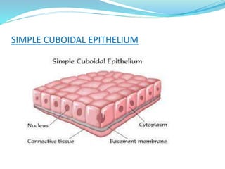 SIMPLE CUBOIDAL EPITHELIUM
 
