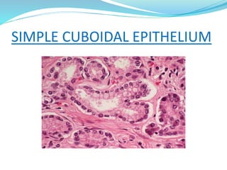 SIMPLE CUBOIDAL EPITHELIUM
 