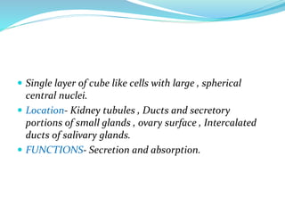  Single layer of cube like cells with large , spherical
central nuclei.
 Location- Kidney tubules , Ducts and secretory
portions of small glands , ovary surface , Intercalated
ducts of salivary glands.
 FUNCTIONS- Secretion and absorption.
 