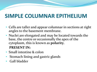 SIMPLE COLUMNAR EPITHELIUM
• Cells are taller and appear columnar in sections at right
angles to the basement membrane.
• Nuclei are elongated and may be located towards the
base, the centre or occasionally the apex of the
cytoplasm, this is known as polarity.
PRESENT IN:
• Small intestine & colon
• Stomach lining and gastric glands
• Gall bladder
 