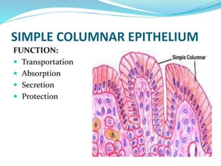 SIMPLE COLUMNAR EPITHELIUM
FUNCTION:
 Transportation
 Absorption
 Secretion
 Protection
 