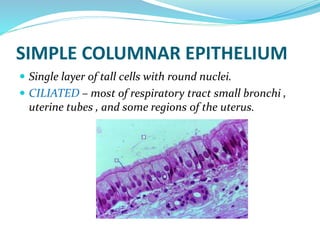 SIMPLE COLUMNAR EPITHELIUM
 Single layer of tall cells with round nuclei.
 CILIATED – most of respiratory tract small bronchi ,
uterine tubes , and some regions 0f the uterus.
 