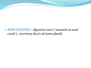  NON CILIATED – digestive tract ( stomach to anal
canal ) , excretory ducts of some glands
 