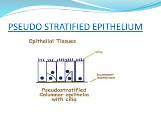 PSEUDO STRATIFIED EPITHELIUM
 