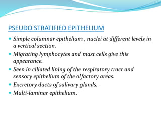 PSEUDO STRATIFIED EPITHELIUM
 Simple columnar epithelium , nuclei at different levels in
a vertical section.
 Migrating lymphocytes and mast cells give this
appearance.
 Seen in ciliated lining of the respiratory tract and
sensory epithelium of the olfactory areas.
 Excretory ducts of salivary glands.
 Multi-laminar epithelium.
 