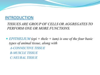 INTRODUCTION
TISSUES ARE GROUP OF CELLS OR AGGREGATES TO
PERFORM ONE OR MORE FUNCTIONS.
 EPITHELIUM (epi + thele + ium) is one of the four basic
types of animal tissue, along with
A-CONNECTIVE TISSUE
B-MUSCLE TISSUE
C-NEURAL TISSUE
 