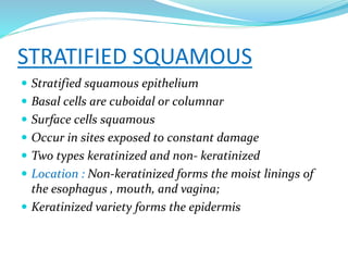 STRATIFIED SQUAMOUS
 Stratified squamous epithelium
 Basal cells are cuboidal or columnar
 Surface cells squamous
 Occur in sites exposed to constant damage
 Two types keratinized and non- keratinized
 Location : Non-keratinized forms the moist linings of
the esophagus , mouth, and vagina;
 Keratinized variety forms the epidermis
 