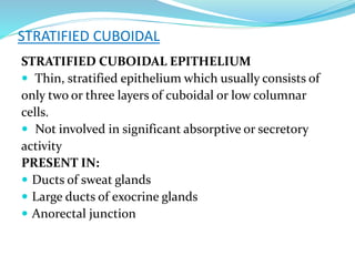 STRATIFIED CUBOIDAL
STRATIFIED CUBOIDAL EPITHELIUM
 Thin, stratified epithelium which usually consists of
only two or three layers of cuboidal or low columnar
cells.
 Not involved in significant absorptive or secretory
activity
PRESENT IN:
 Ducts of sweat glands
 Large ducts of exocrine glands
 Anorectal junction
 