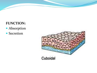 FUNCTION:
 Absorption
 Secretion
 