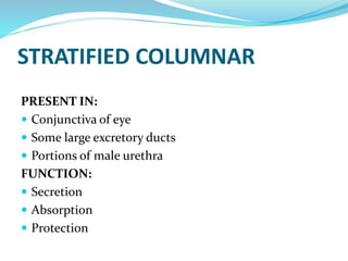 STRATIFIED COLUMNAR
PRESENT IN:
 Conjunctiva of eye
 Some large excretory ducts
 Portions of male urethra
FUNCTION:
 Secretion
 Absorption
 Protection
 